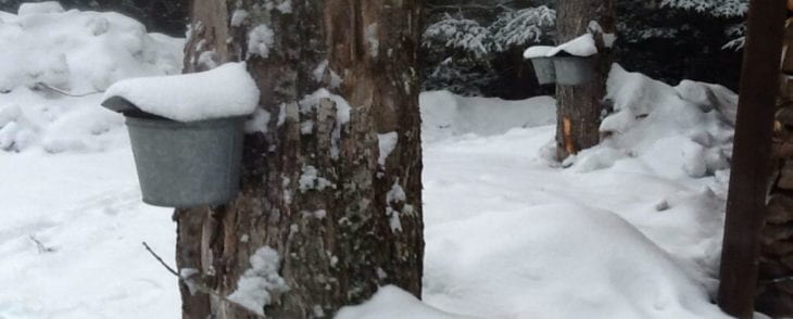 Snow Covered Maple Syrup Buckets Hanging on Trees