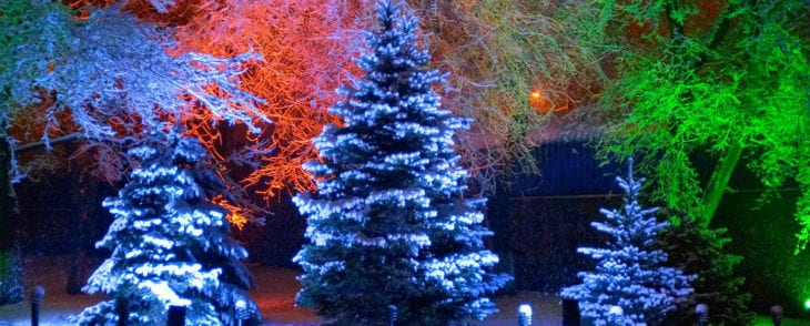 Christmas Trees lit up by multicolored outdoor lights surrounded by snow