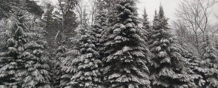 Snowy Outdoor Scene of Balsam Trees