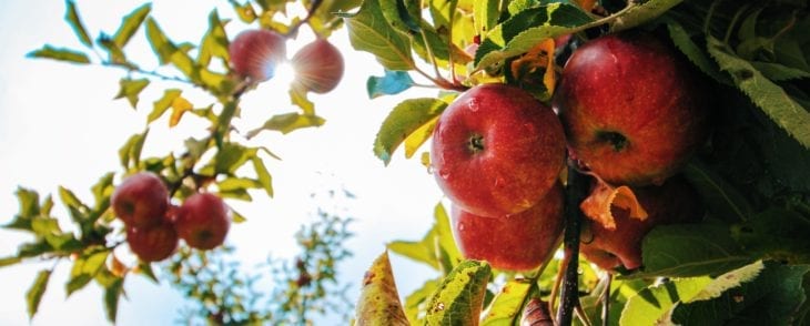 apple adventures in New Hampshire