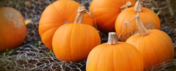 Pumpkins for Fall Activities in New Hampshire